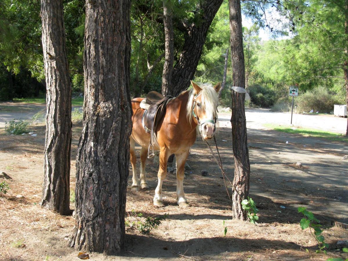 Oranj Ranch Hotel Kemer Kültér fotó